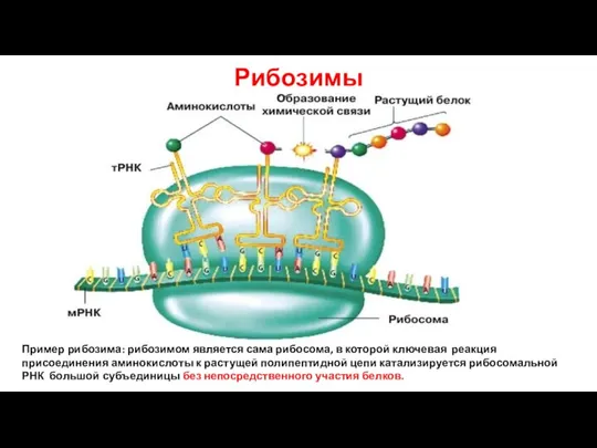 Рибозимы Пример рибозима: рибозимом является сама рибосома, в которой ключевая реакция присоединения