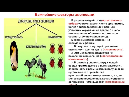 Важнейшие факторы эволюции В результате действия естественного отбора увеличивается число организмов, более