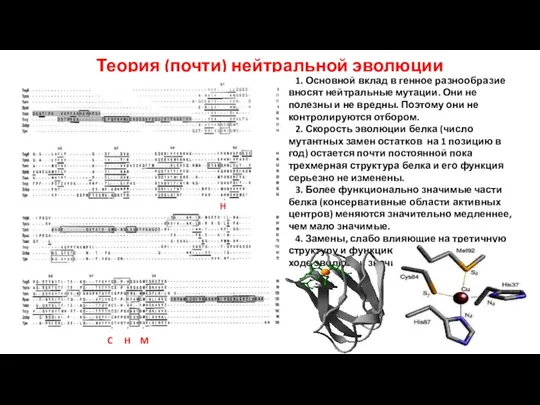 Теория (почти) нейтральной эволюции H C H M 1. Основной вклад в