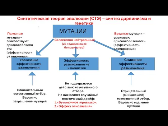 Синтетическая теория эволюции (СТЭ) – синтез дарвинизма и генетики МУТАЦИИ Снижение эффективности