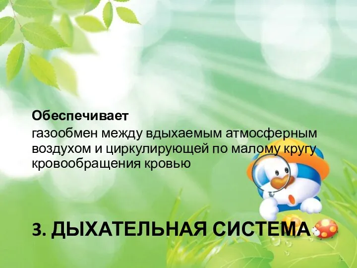 3. ДЫХАТЕЛЬНАЯ СИСТЕМА Обеспечивает газообмен между вдыхаемым атмосферным воздухом и циркулирующей по малому кругу кровообращения кровью