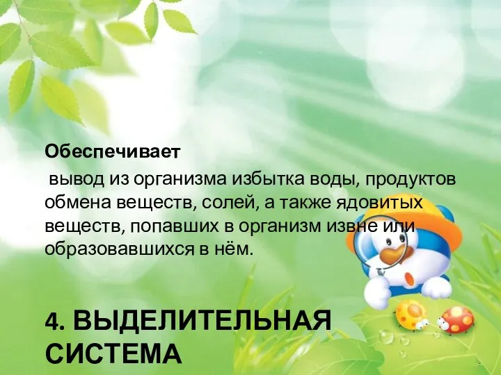 4. ВЫДЕЛИТЕЛЬНАЯ СИСТЕМА Обеспечивает вывод из организма избытка воды, продуктов обмена веществ,