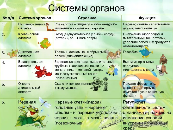 Системы органов