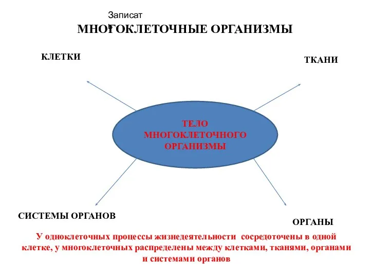 МНОГОКЛЕТОЧНЫЕ ОРГАНИЗМЫ ТЕЛО МНОГОКЛЕТОЧНОГО ОРГАНИЗМЫ КЛЕТКИ ТКАНИ ОРГАНЫ СИСТЕМЫ ОРГАНОВ У одноклеточных