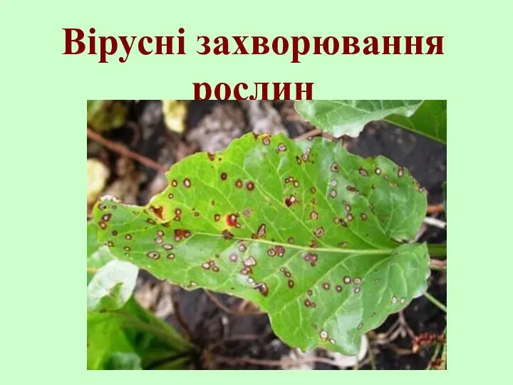 Вірусні захворювання рослин