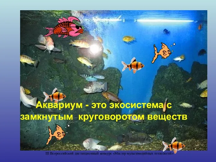 Аквариум - это экосистема с замкнутым круговоротом веществ III Всероссийский дистанционный конкурс «Мастер мультимедийных технологий»