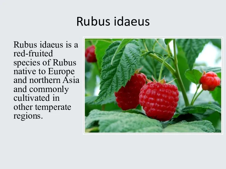 Rubus idaeus Rubus idaeus is a red-fruited species of Rubus native to