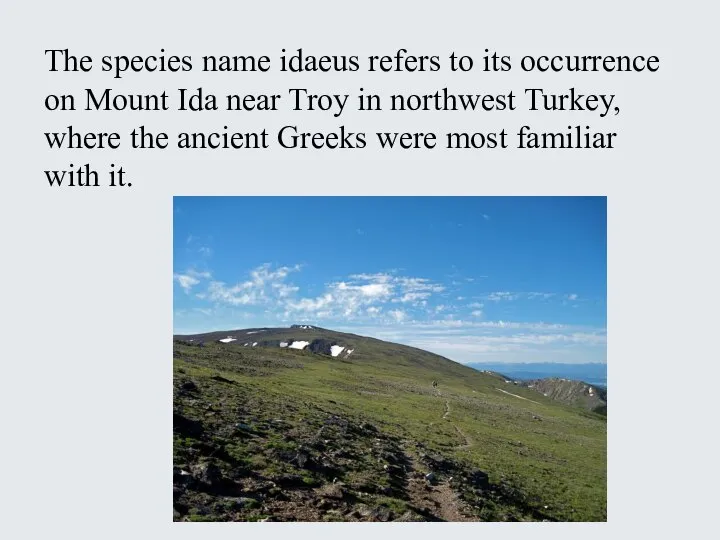 The species name idaeus refers to its occurrence on Mount Ida near