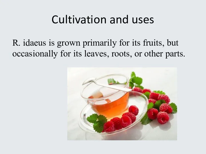 Cultivation and uses R. idaeus is grown primarily for its fruits, but