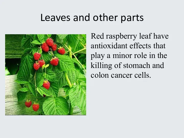 Leaves and other parts Red raspberry leaf have antioxidant effects that play