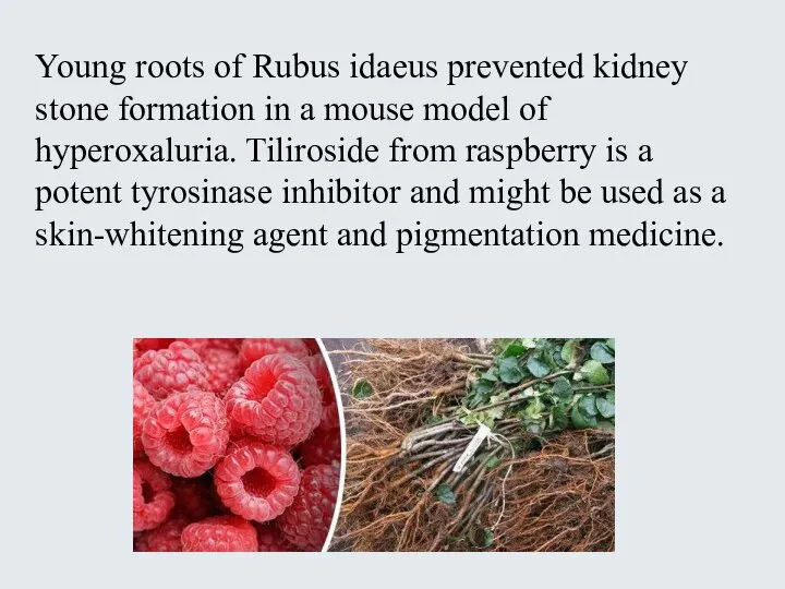 Young roots of Rubus idaeus prevented kidney stone formation in a mouse
