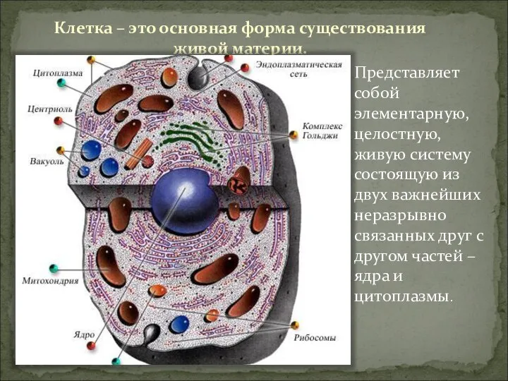 Клетка – это основная форма существования живой материи. Представляет собой элементарную, целостную,