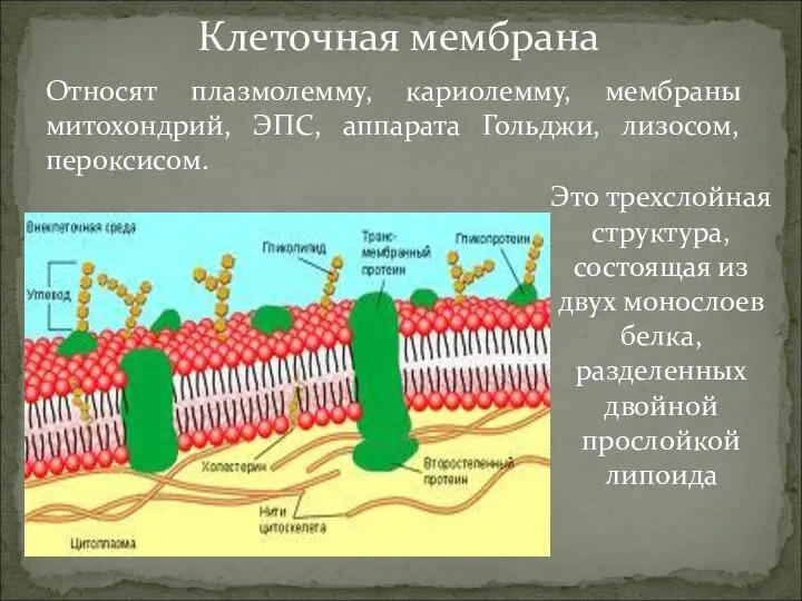 Относят плазмолемму, кариолемму, мембраны митохондрий, ЭПС, аппарата Гольджи, лизосом, пероксисом. Клеточная мембрана