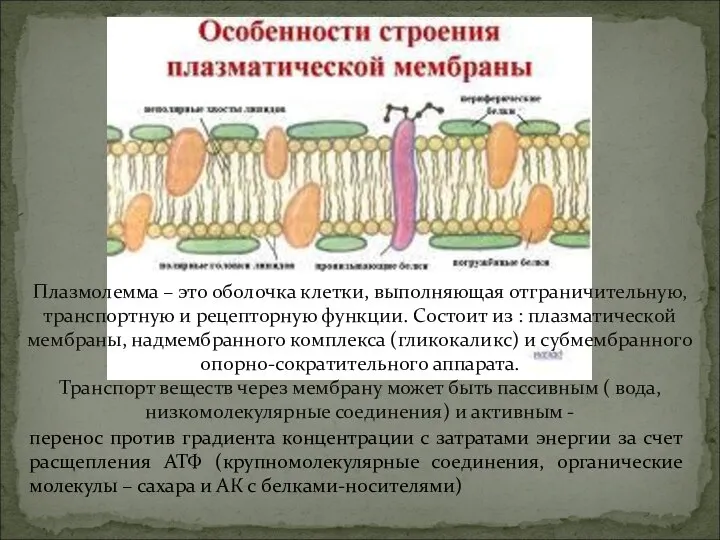 Плазмолемма – это оболочка клетки, выполняющая отграничительную, транспортную и рецепторную функции. Состоит