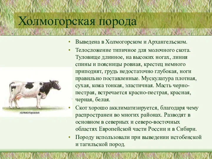 Холмогорская порода Выведена в Холмогорском и Архангельском. Телосложение типичное для молочного скота.