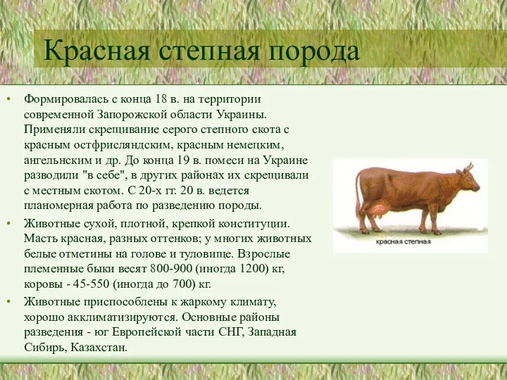 Красная степная порода Формировалась с конца 18 в. на территории современной Запорожской
