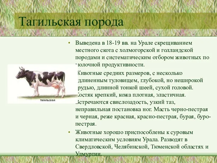 Тагильская порода Выведена в 18-19 вв. на Урале скрещиванием местного скота с