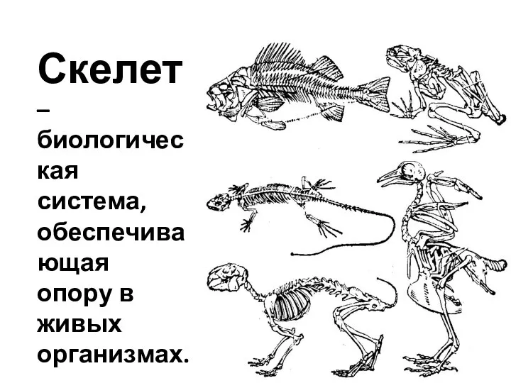 Скелет – биологическая система, обеспечивающая опору в живых организмах.