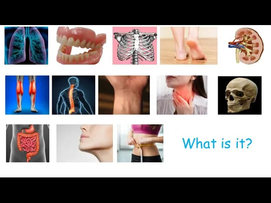 What is it? lung jaw rib heel kidney calf spine wrist throat skull intestines chin waist