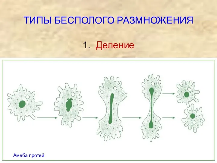 ТИПЫ БЕСПОЛОГО РАЗМНОЖЕНИЯ 1. Деление Амеба протей