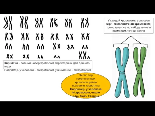 У каждой хромосомы есть своя пара гомологичная хромосома, точно такая же по