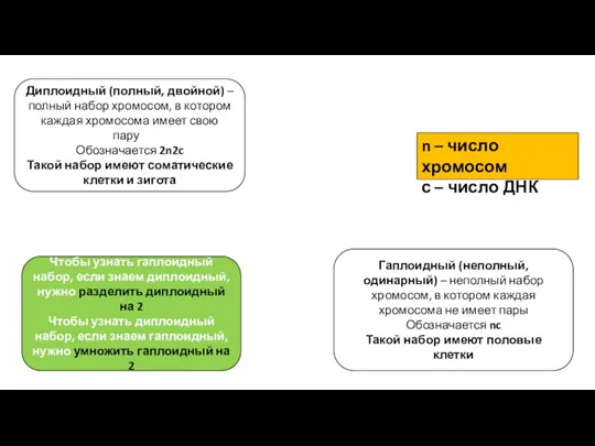 n – число хромосом с – число ДНК Диплоидный (полный, двойной) –