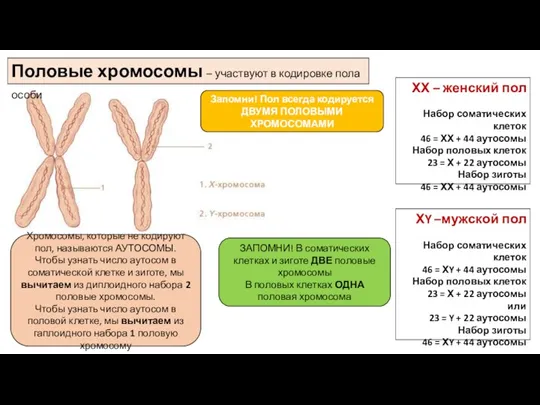 Половые хромосомы – участвуют в кодировке пола особи ХХ – женский пол