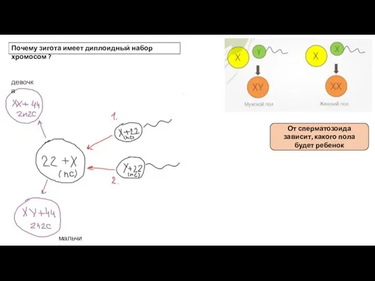 Почему зигота имеет диплоидный набор хромосом ? От сперматозоида зависит, какого пола будет ребенок девочка мальчик
