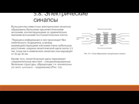 5.8. Электрические синапсы Большинство известных электрических синапсов образованы большими пресинаптическими аксонами, контактирующими