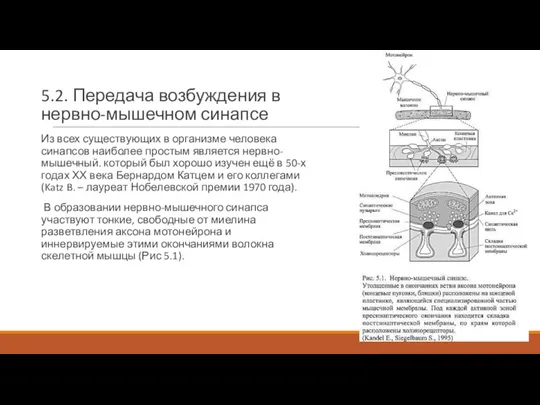 5.2. Передача возбуждения в нервно-мышечном синапсе Из всех существующих в организме человека