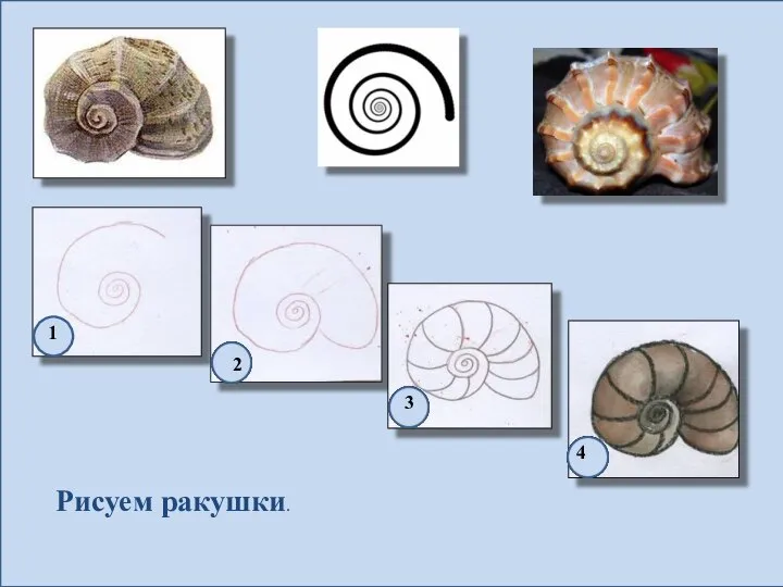 1 2 3 4 Рисуем ракушки.