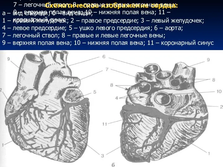 Схематическое изображение сердца: а – вид спереди; б – вид сзади; 1