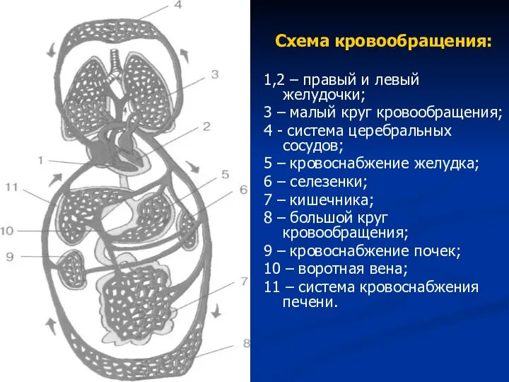 Схема кровообращения: 1,2 – правый и левый желудочки; 3 – малый круг