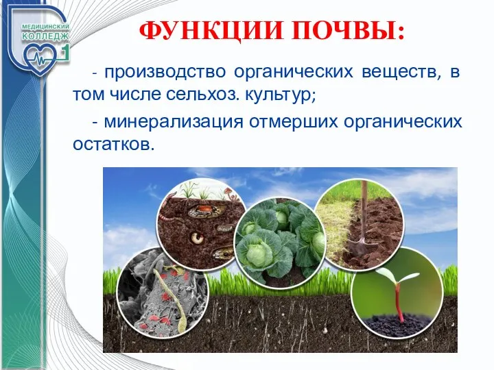 ФУНКЦИИ ПОЧВЫ: - производство органических веществ, в том числе сельхоз. культур; - минерализация отмерших органических остатков.