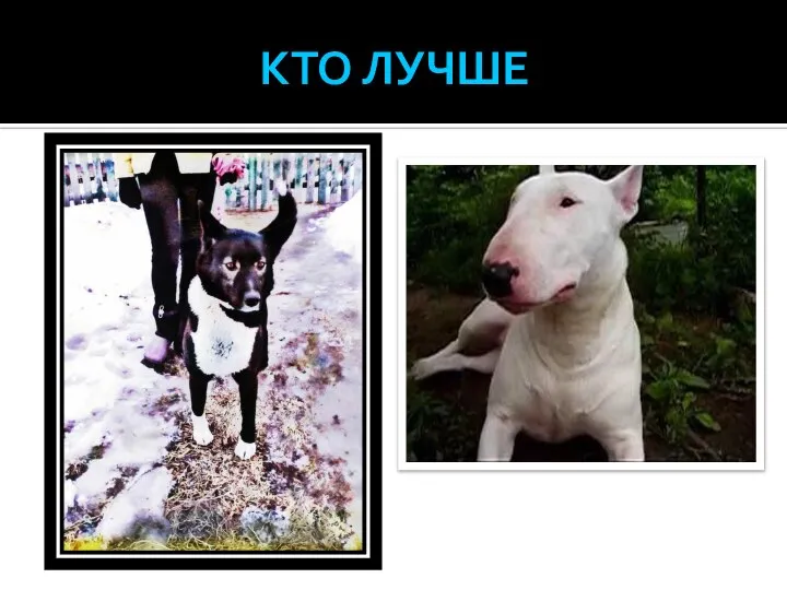 КТО ЛУЧШЕ