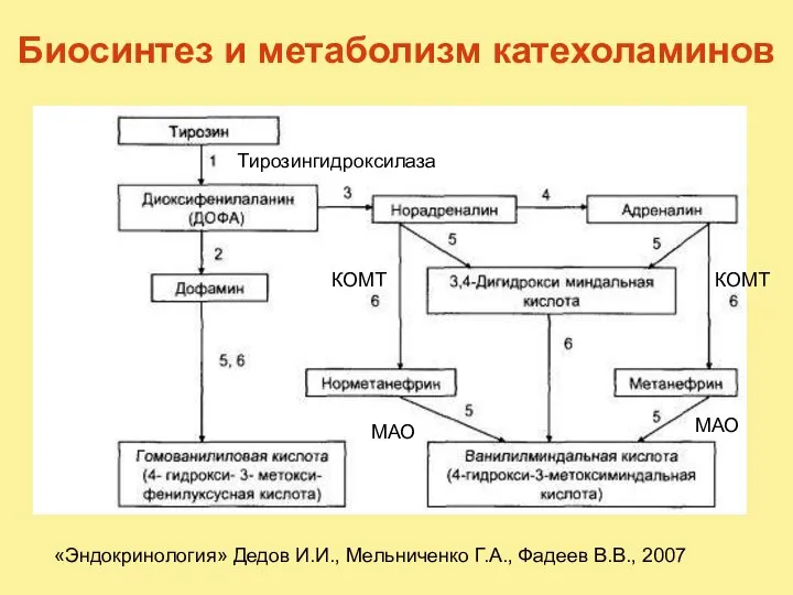 Биосинтез и метаболизм катехоламинов «Эндокринология» Дедов И.И., Мельниченко Г.А., Фадеев В.В., 2007