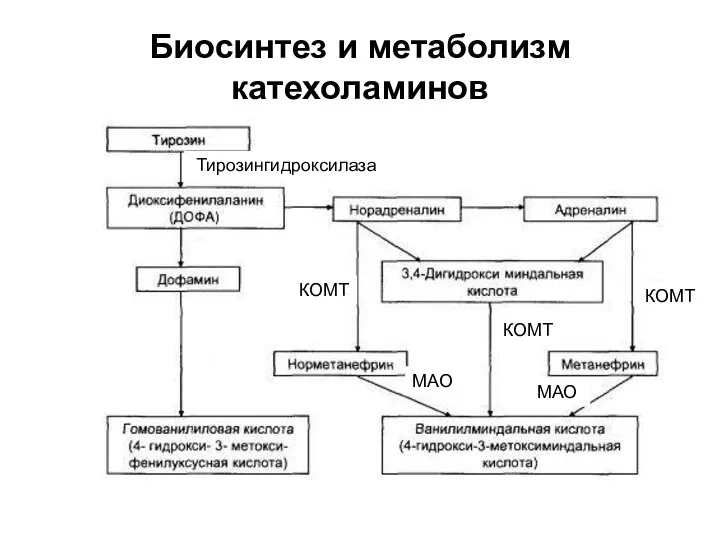 Биосинтез и метаболизм катехоламинов КОМТ Тирозингидроксилаза КОМТ КОМТ МАО МАО