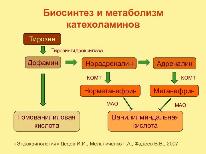 Биосинтез и метаболизм катехоламинов Тирозин «Эндокринология» Дедов И.И., Мельниченко Г.А., Фадеев В.В.,