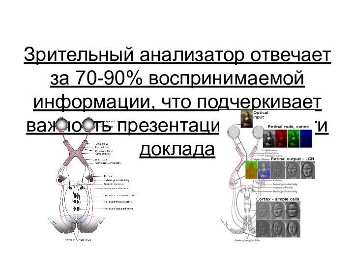 Зрительный анализатор отвечает за 70-90% воспринимаемой информации, что подчеркивает важность презентации, как части доклада