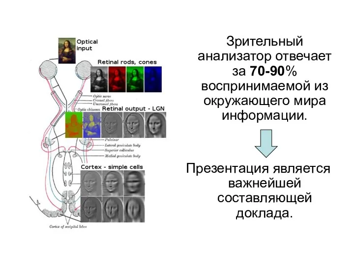 Зрительный анализатор отвечает за 70-90% воспринимаемой из окружающего мира информации. Презентация является важнейшей составляющей доклада.