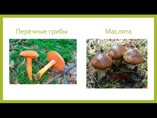 Перечные грибы Маслята