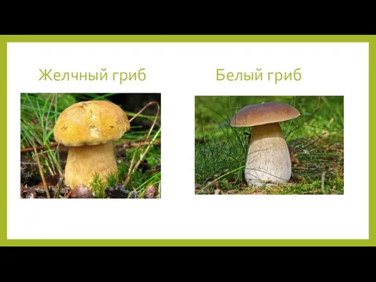 Желчный гриб Белый гриб