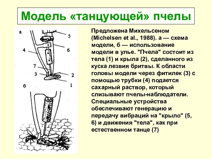 Модель «танцующей» пчелы Предложена Михельсеном (Michelsen et al., 1988). а — схема