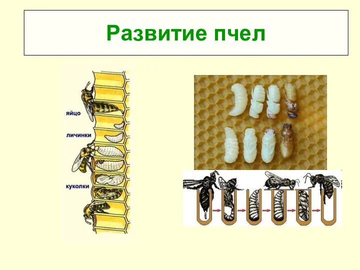 Развитие пчел