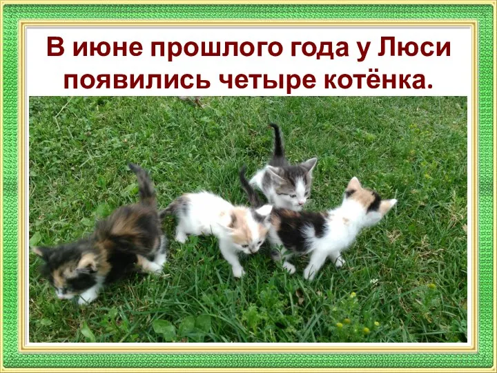 В июне прошлого года у Люси появились четыре котёнка.