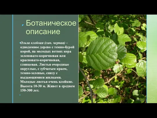 ◤ Ботаническое описание ◤ Ольха клейкая (син. черная) – однодомное дерево с