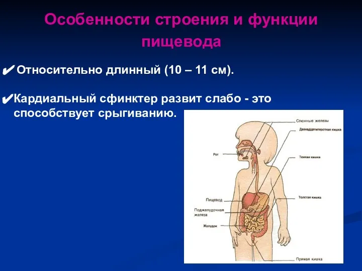 Относительно длинный (10 – 11 см). Кардиальный сфинктер развит слабо - это