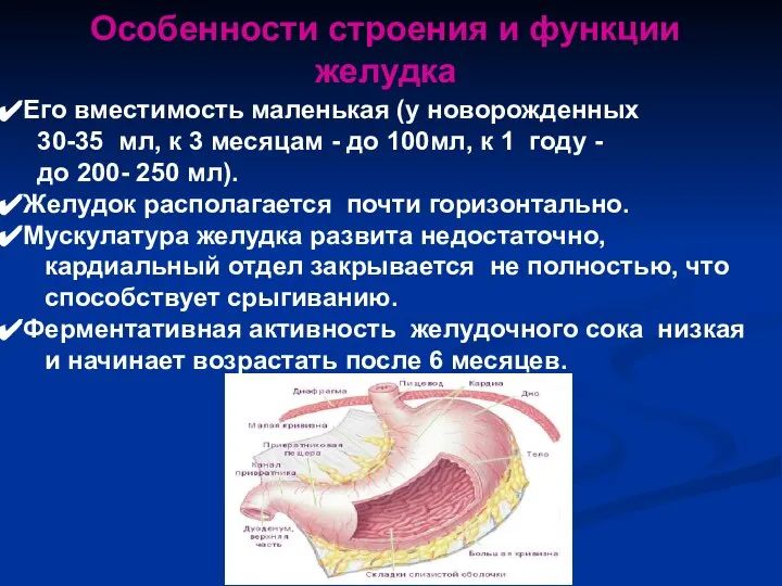 Особенности строения и функции желудка Его вместимость маленькая (у новорожденных 30-35 мл,