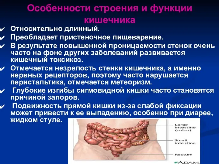 Особенности строения и функции кишечника Относительно длинный. Преобладает пристеночное пищеварение. В результате