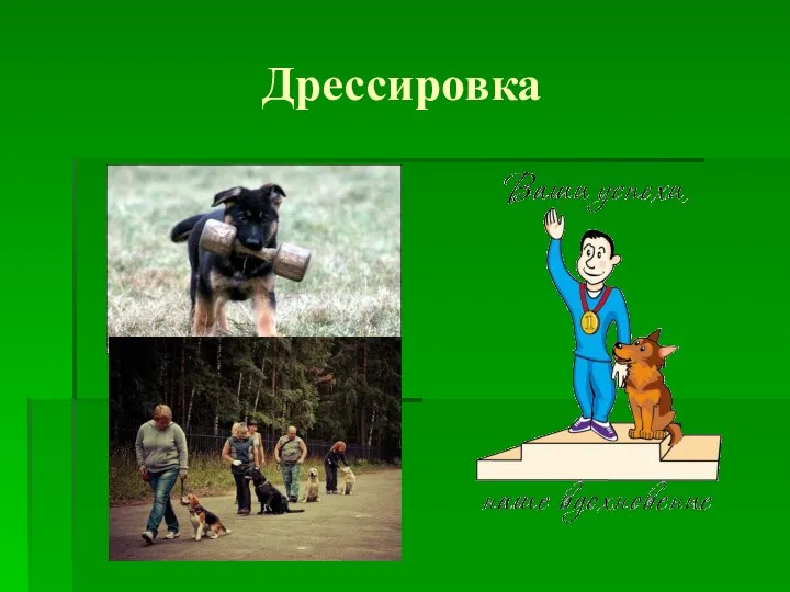 Дрессировка